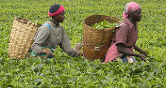 Tea Harvest, Kenya