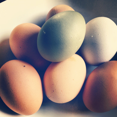 farm fresh eggs