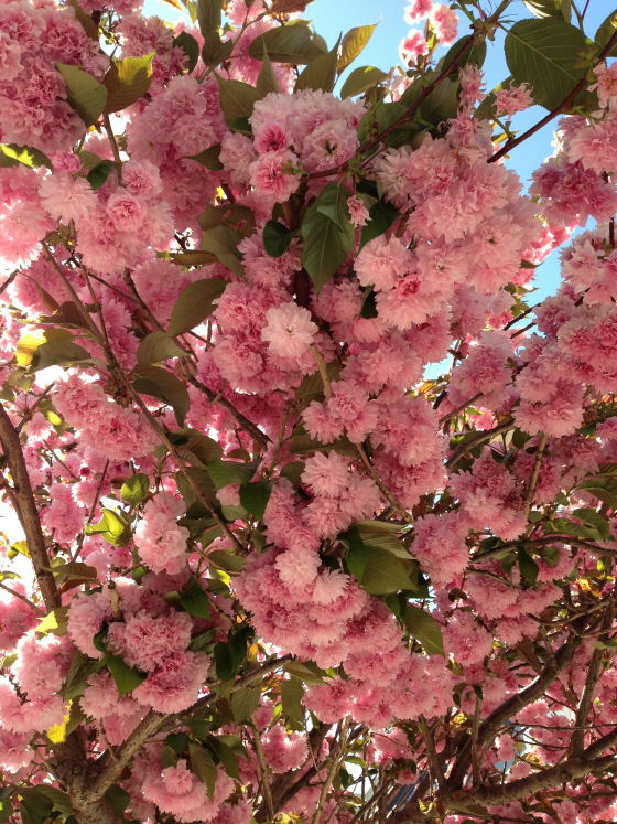 20130419-110155.jpg