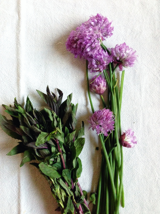 herbs 