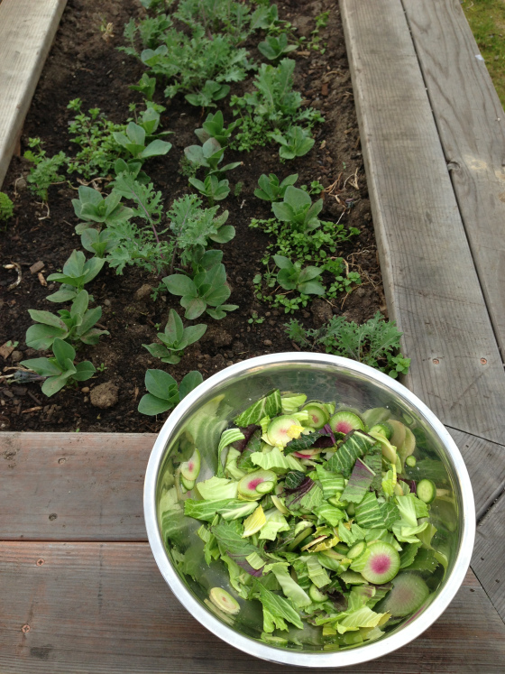 radish