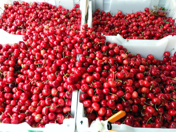 cherries
