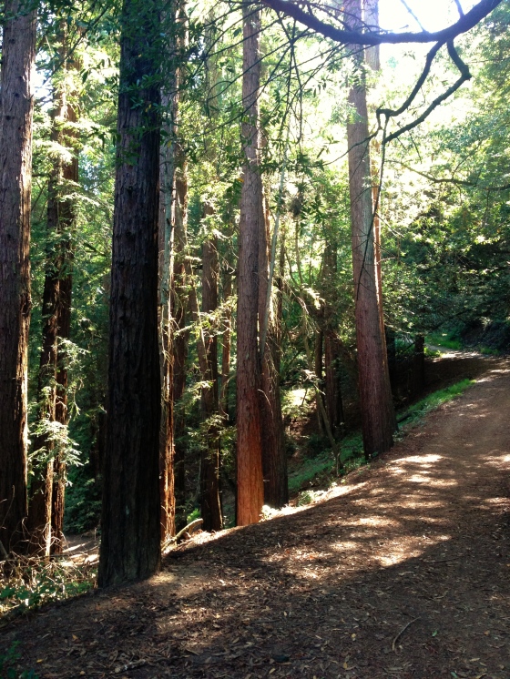 trees