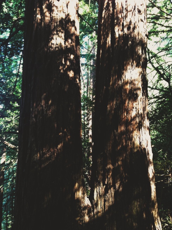 trees