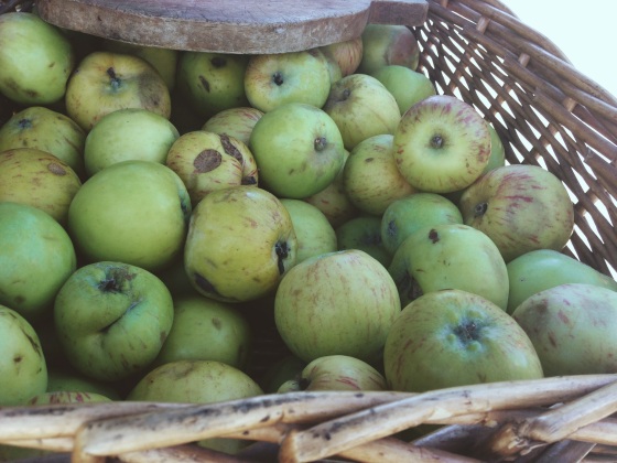 apples