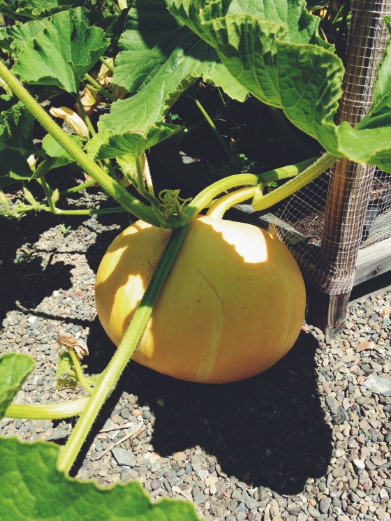 pumpkin