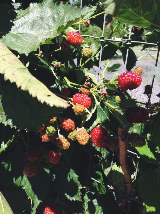 loganberries