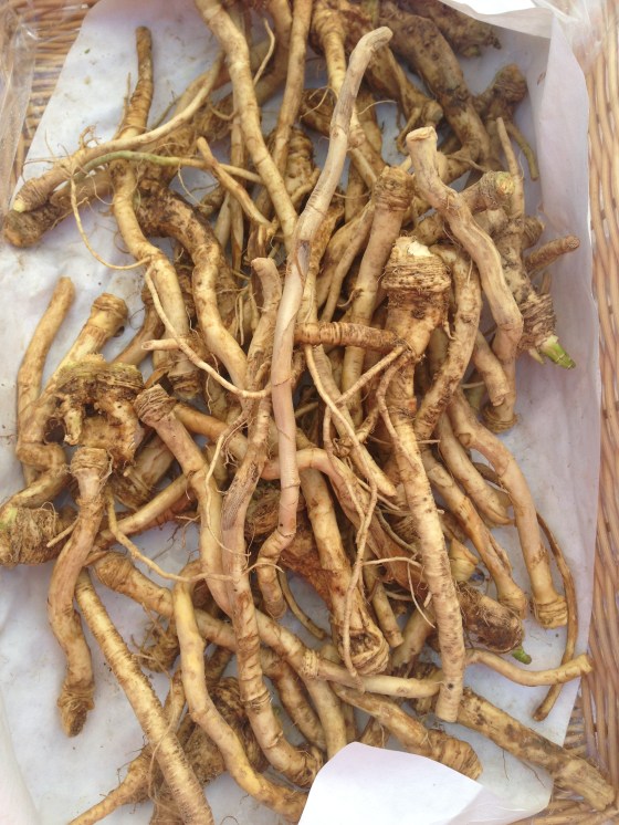horseradish root