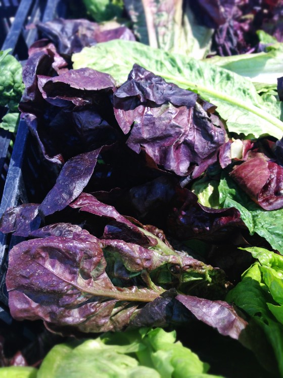 Purple lettuce