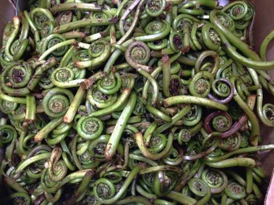fiddlehead ferns
