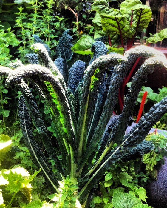 dino kale garden