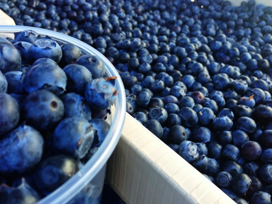 blueberries