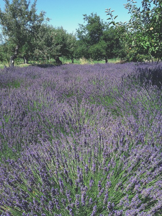 lavender